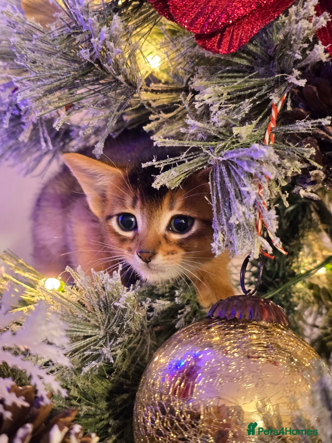 Abyssinian cats for sale: Stunning Kittens – Not to Miss - Advert 1