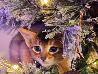 Abyssinian cats Stunning Kittens – Not to Miss - Advert 3