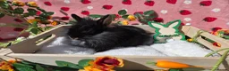 Mixed Breed rabbits for sale: Netherland Dwarf x Lion head ready ☆15th may - Advert 13