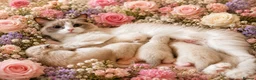 Ragdoll cats for sale: ✨🏆Pedigree, health clear . Ragdoll Kittens ✨🏆 - Advert 2