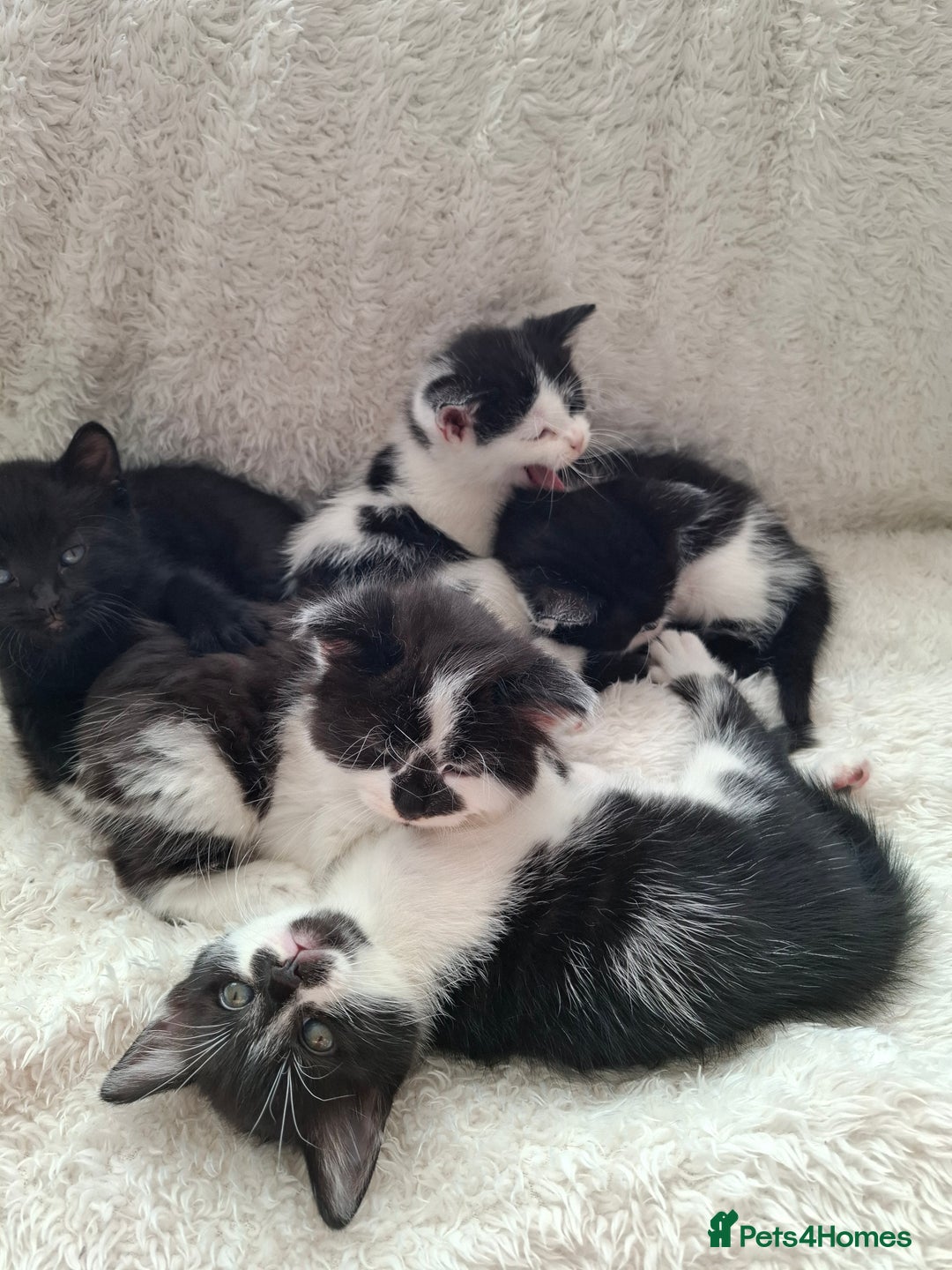 Mixed Breed cats for sale: Tabby/British short hair - Advert 1