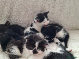 Mixed Breed cats Tabby/British short hair - Advert 1