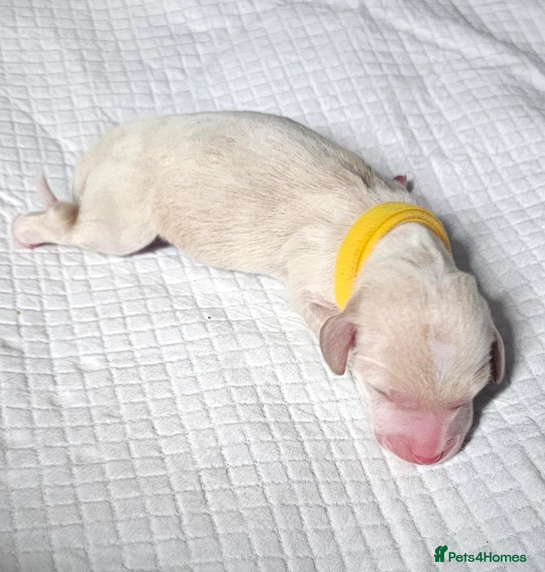 Miniature Dachshund dogs for sale: ⭐️⭐️⭐️⭐️⭐️ CREAM INTENSITY MINIDACHSHUND KCREG🐾❤️ - Advert 29