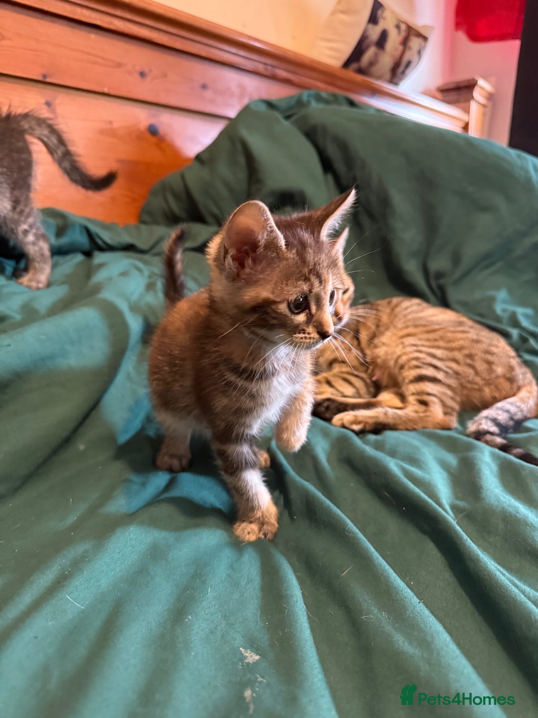 Mixed Breed cats for sale: 5 beautiful European short hair calico tabby’s  - Image 17