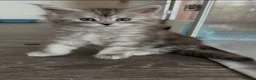 Maine Coon cats for sale: Beautiful black smoke & silver shaded Maine coons  - Advert 10