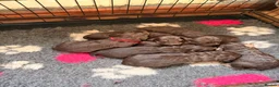 Cockapoo dogs for sale: Beautiful choc tan phantom cockapoos  - Advert 13