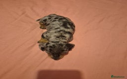 Miniature Dachshund dogs for sale: Miniature dachshund  - Advert 3