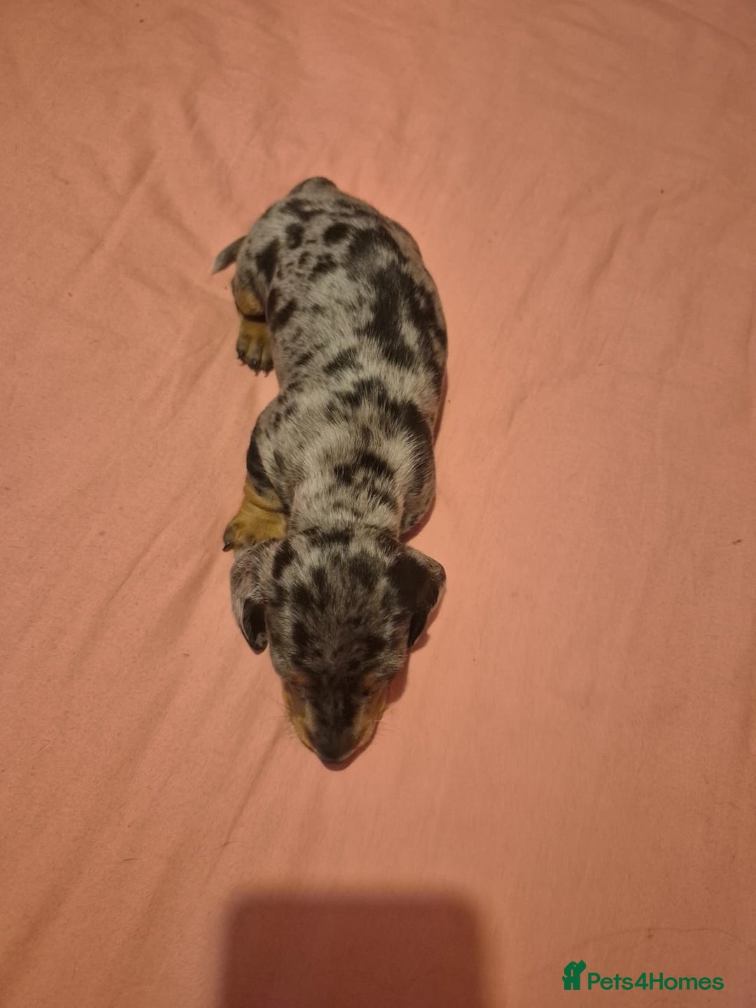 Miniature Dachshund dogs for sale: Miniature dachshund  - Advert 3