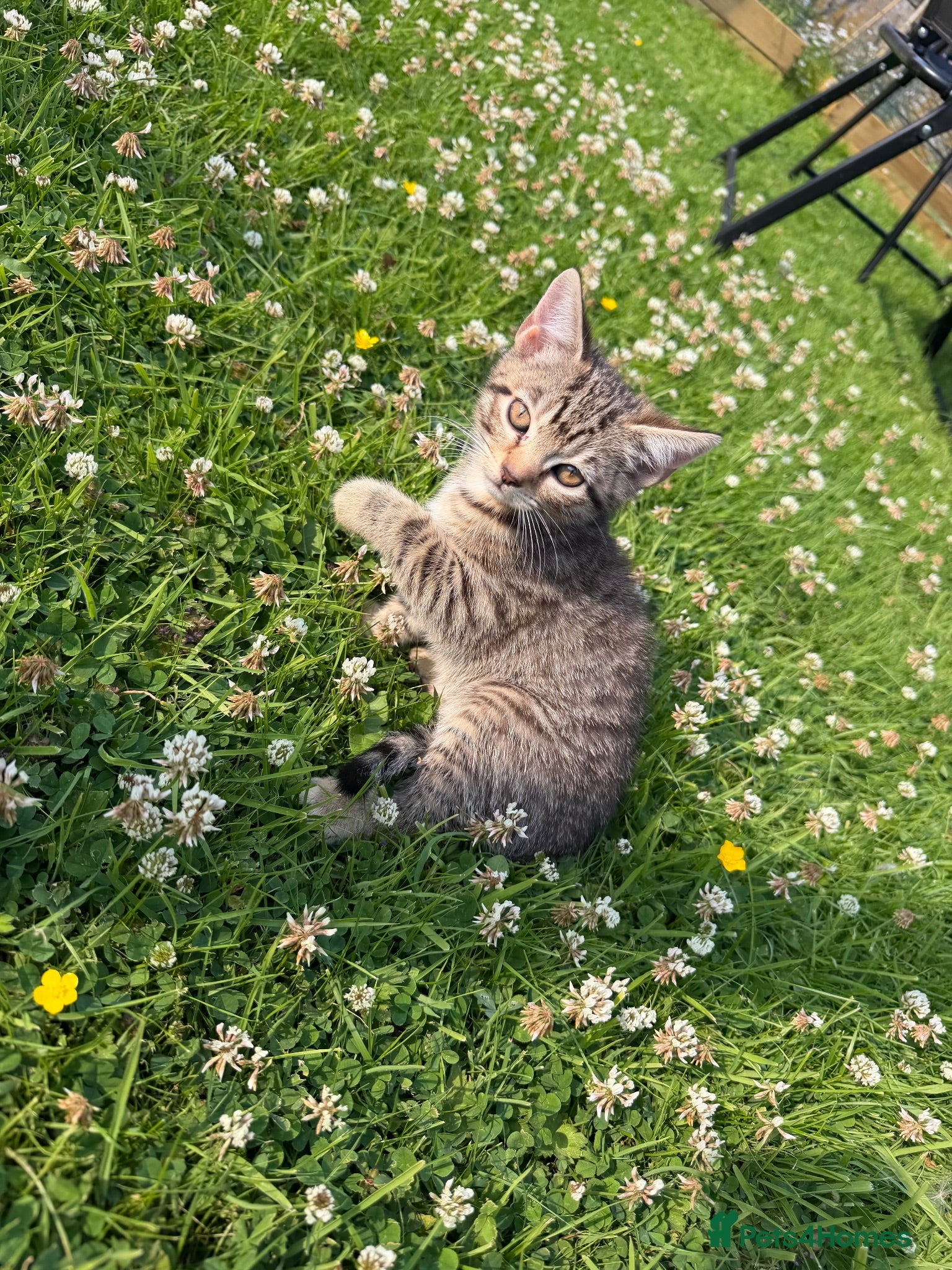 Mixed Breed cats Tabby kittens ready for their new homes - Advert 4