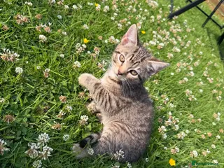 Mixed Breed cats Tabby kittens ready for their new homes - Advert 4
