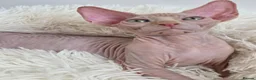 Sphynx cats for sale: Beautiful Canadian Sphynx Kittens Available 💎 - Advert 7