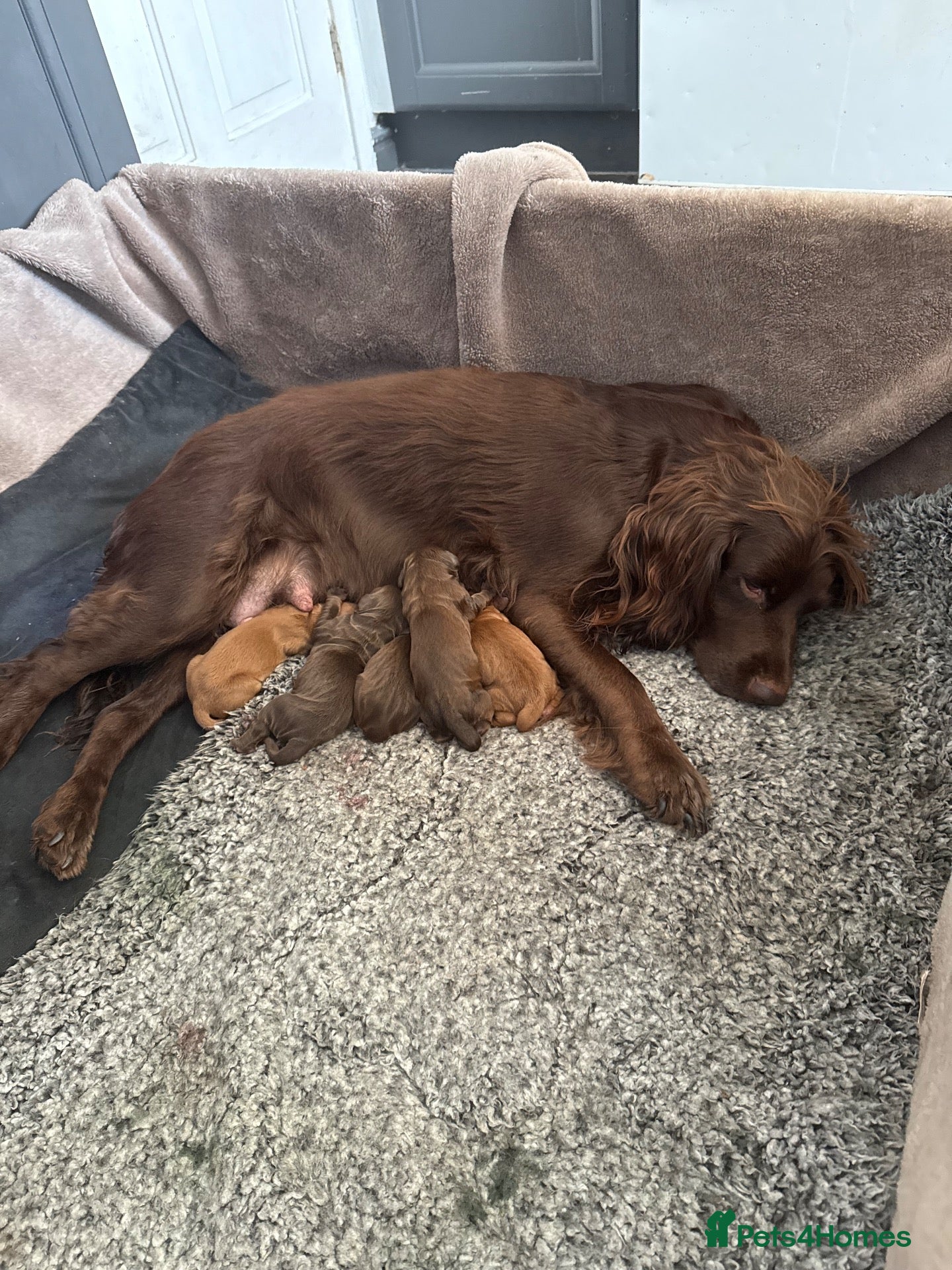 Cocker Spaniel dogs Gorgeous working cocker spaniel puppies  - Advert 1