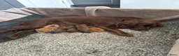 Cocker Spaniel dogs for sale: Gorgeous working cocker spaniel puppies  - Advert 1