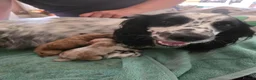 Cocker Spaniel dogs for sale: Stunning cocker spaniels  - Advert 12