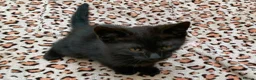 Mixed Breed cats for sale: Kittens for Sale. Ready Now for Loving Homes - Advert 6