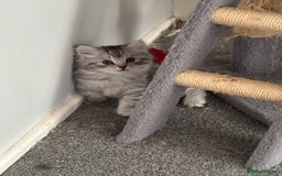 Persian cats for sale: Last 2 Boys! READY TO LEAVE - Image 9