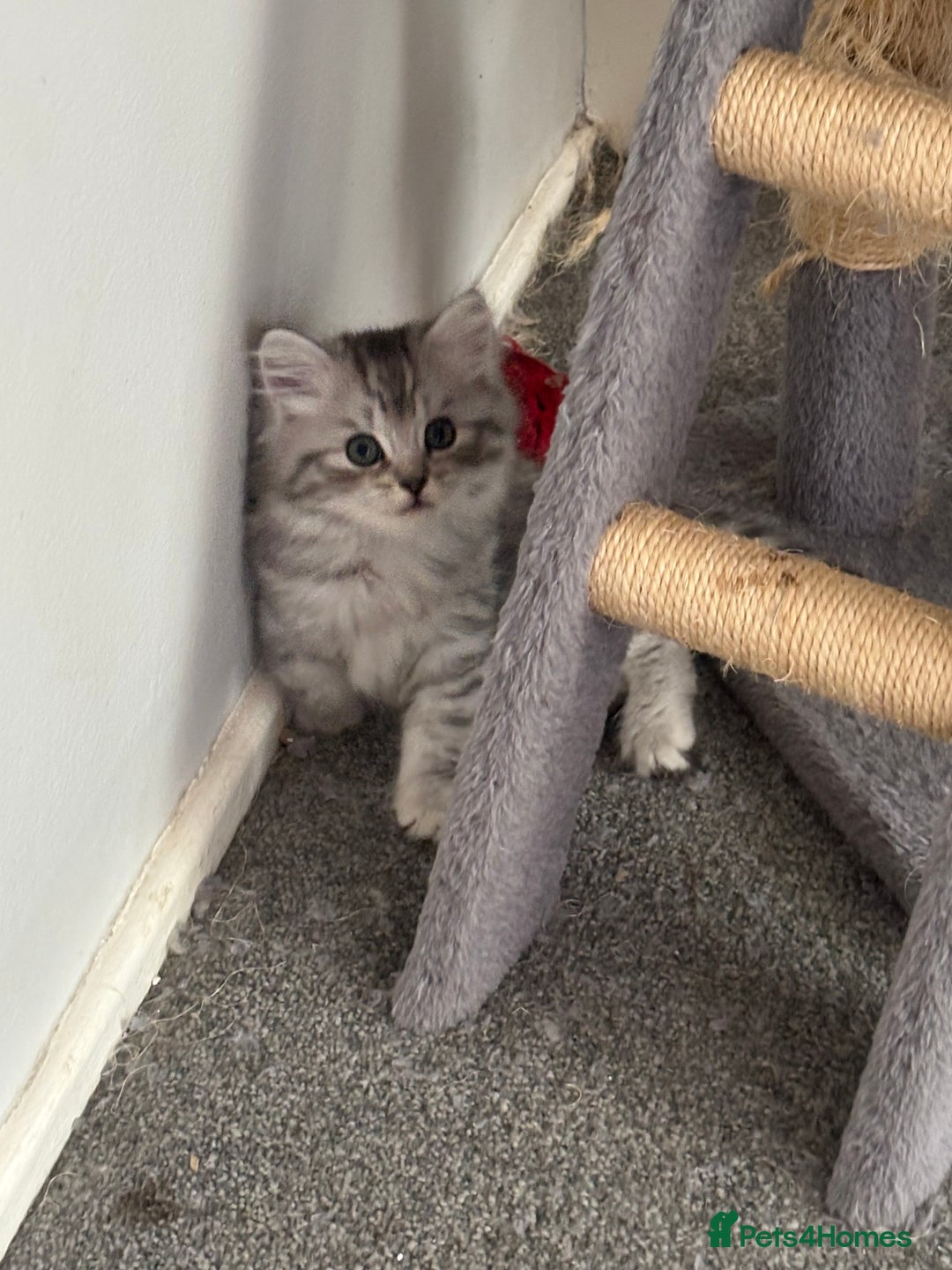 Persian cats for sale: Last 2 Boys! READY TO LEAVE - Image 9