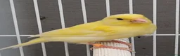 Canaries birds for sale: Beautiful 2026 canaries mostly yellow - Advert 4
