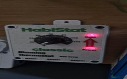 Bearded Dragon reptiles for sale: Bearded dragon - Advert 6