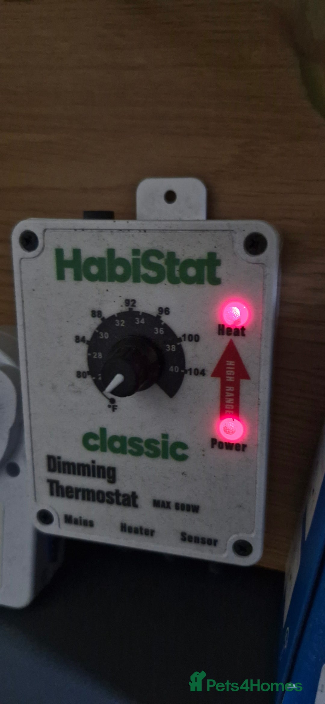 Bearded Dragon reptiles for sale: Bearded dragon - Advert 6