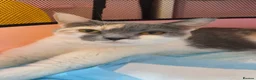 Mixed Breed cats for sale: 3 kittens for sale  in Leicester - Advert 1