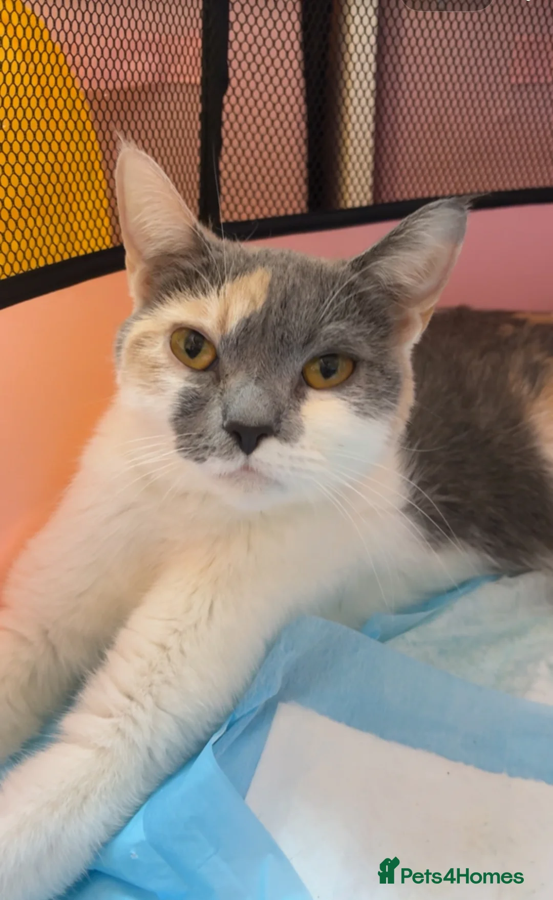 Mixed Breed cats for sale: 3 kittens for sale  in Leicester - Advert 1