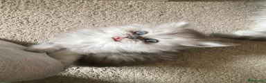 Persian 2