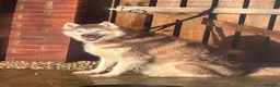 Siberian Husky dogs for sale: Red and white 8.5 year old Siberian Husky - Advert 1