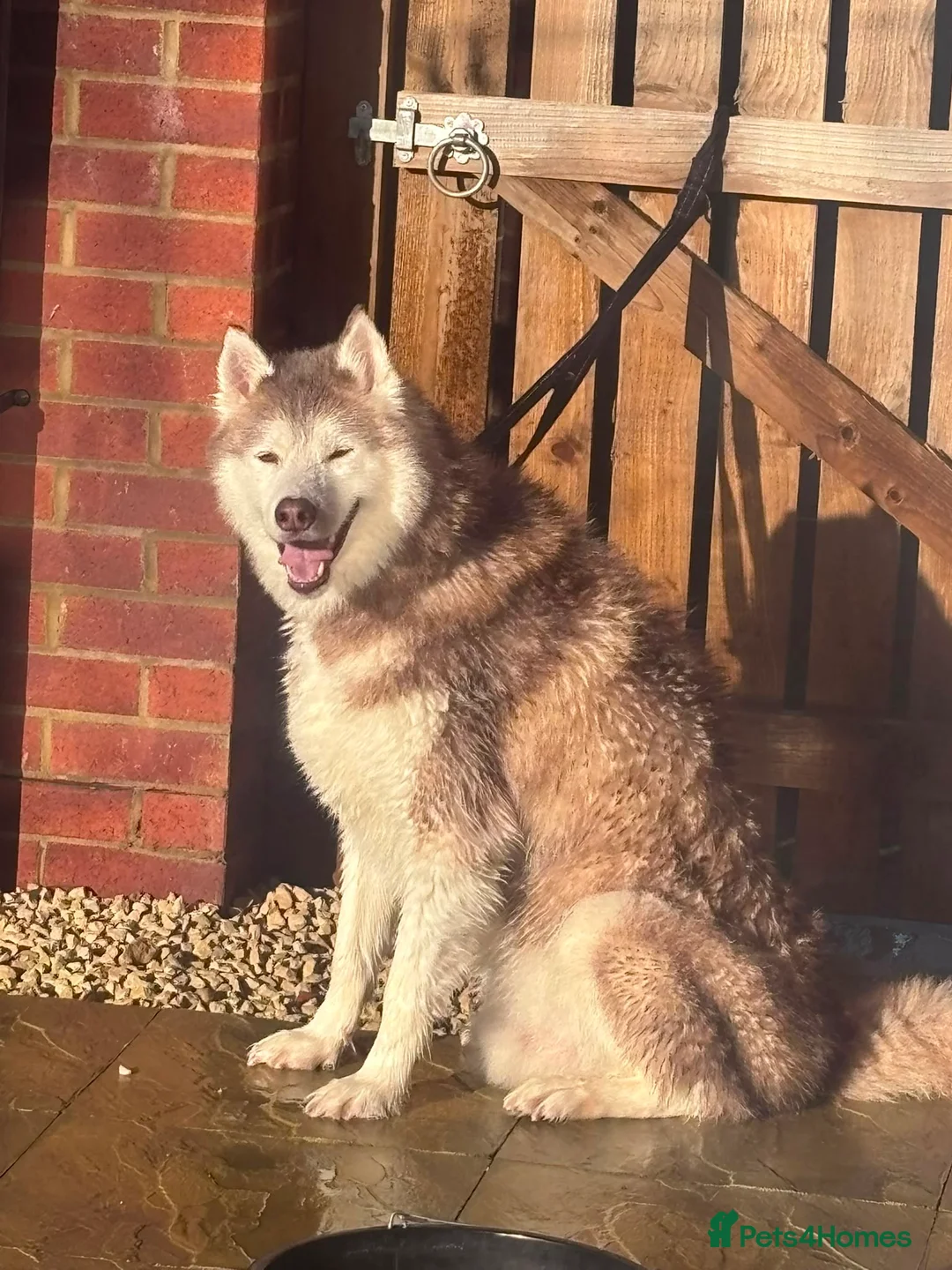 Siberian Husky dogs for sale: Red and white 8.5 year old Siberian Husky - Advert 1