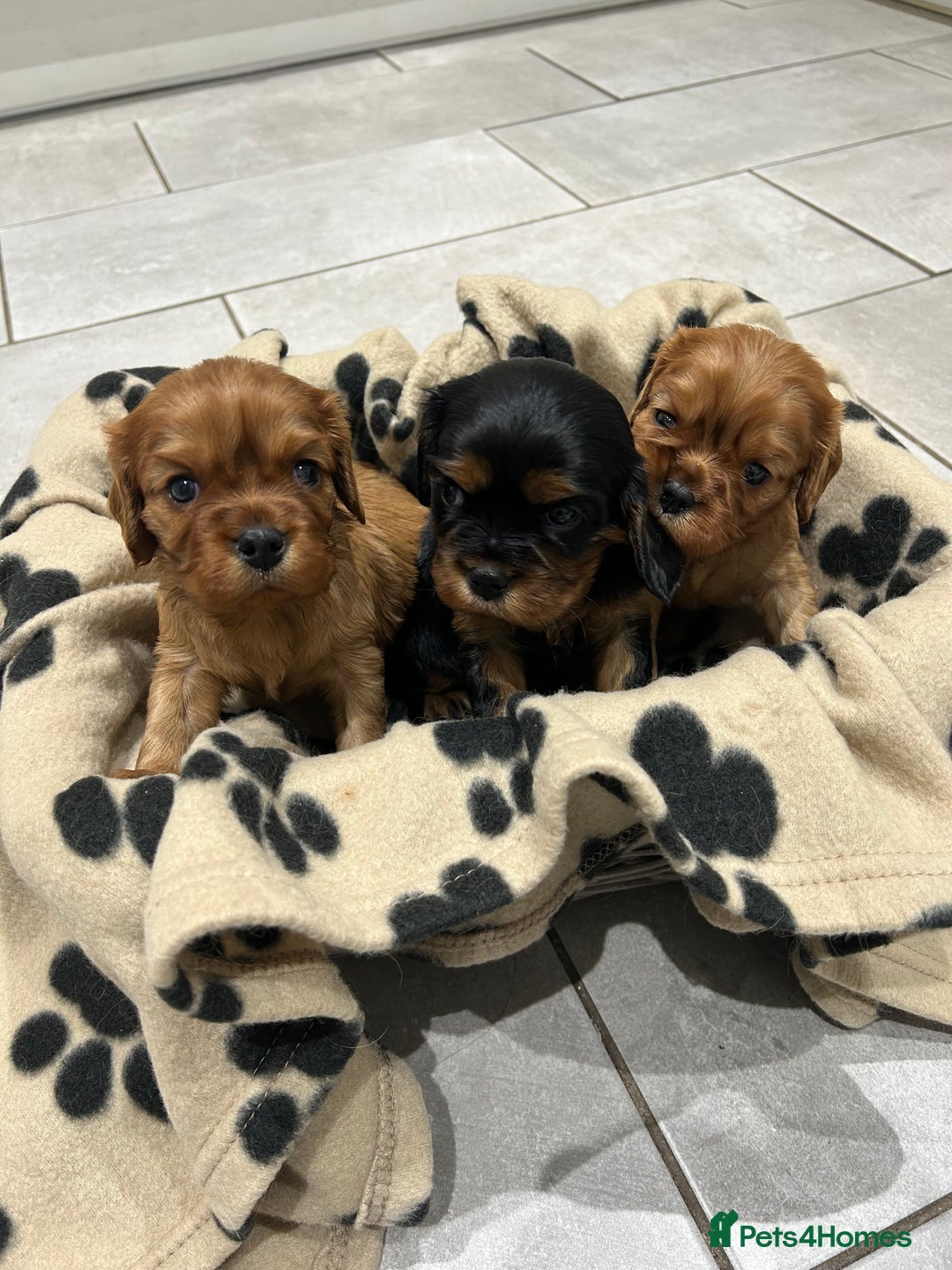 Cavalier King Charles Spaniel dogs for sale: RUBY BOY LEFT -Beautiful KC cavalier King Charles  - Advert 1