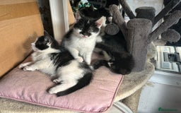 Mixed Breed cats for sale: Three kittens  - Image 3