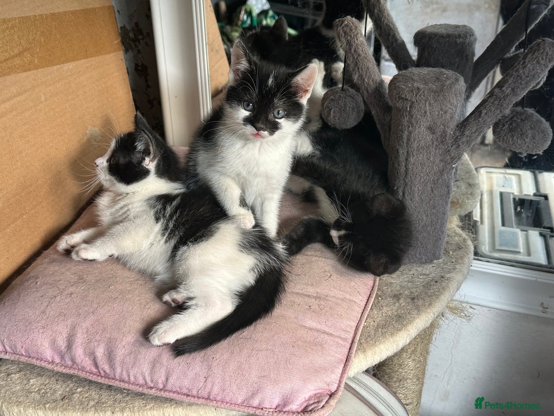 Mixed Breed cats for sale: Three kittens  - Image 3