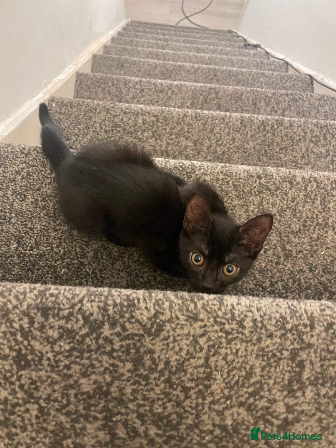 Mixed Breed cats for sale: *Free££* Beautiful brothers looking loving home - Advert 24