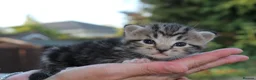 Domestic Shorthair cats for sale: 5 Cuddle kittens ready for homes - Advert 6