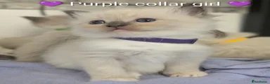 Ragdoll 3