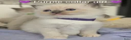 Ragdoll cats for sale: Ragdoll kittens *GCCF registered#  - Advert 3