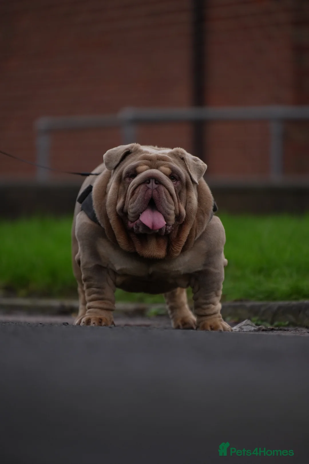 English Bulldog dogs for stud: Target man available for stud 🎯🎯 in Hyde - Advert 4