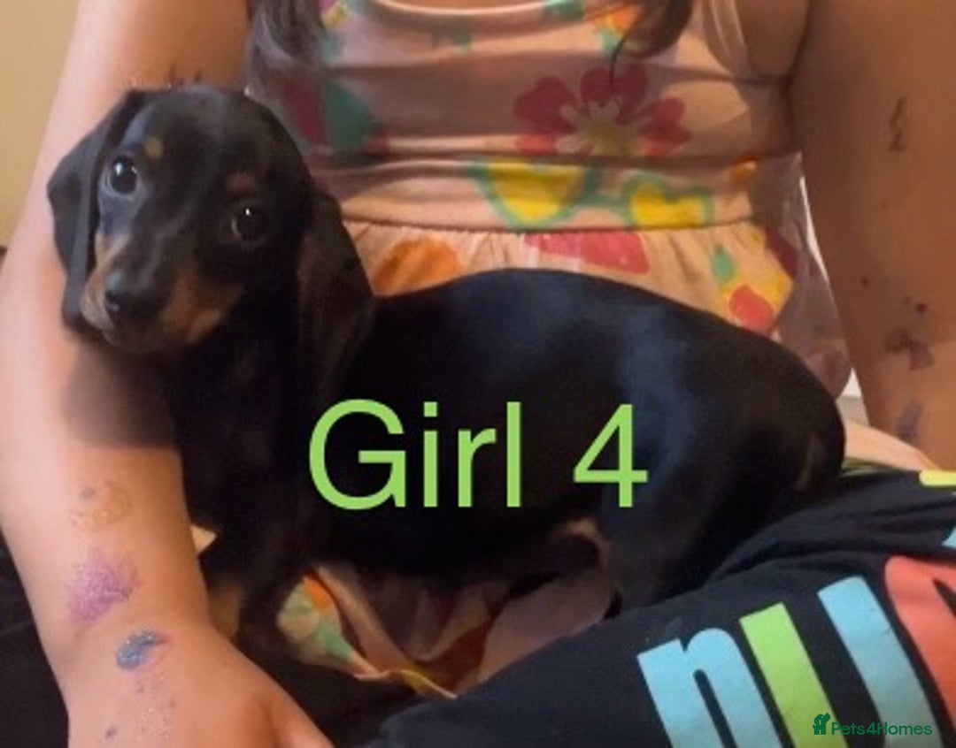 Dachshund dogs for sale: Dachshund puppies AVAILABLE NOW  - Image 23