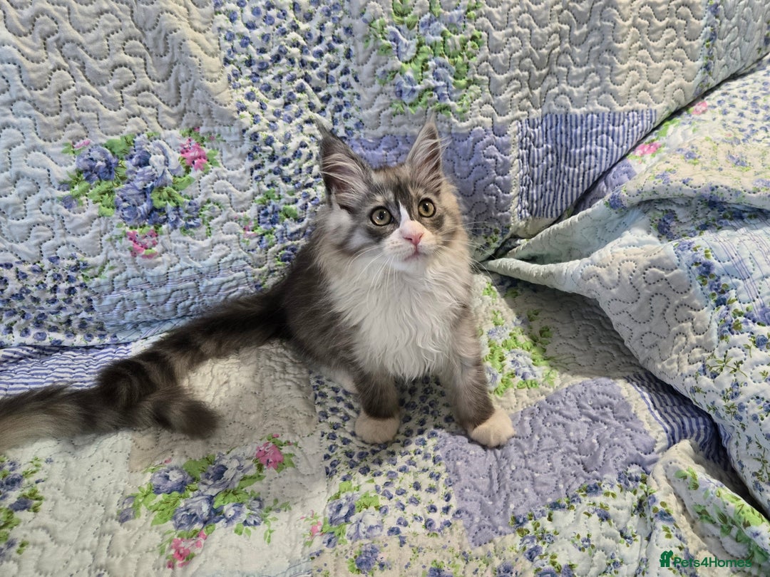 Maine Coon cats for sale: Beautiful playful Maine Coon kittens  - Image 17