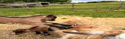 Goats livestock for sale: Pygmy goats  - Advert 7