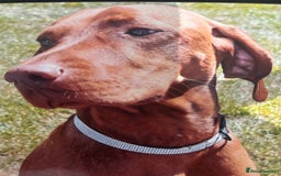 Hungarian Vizsla dogs for sale: Gorgeous Viszla Puppies - Image 7