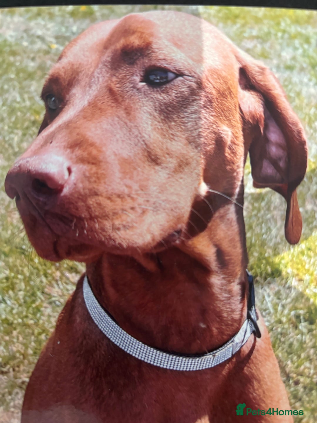 Hungarian Vizsla dogs for sale: Gorgeous Viszla Puppies - Image 7