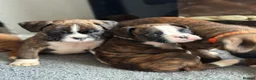 Boxer dogs for sale: Beautiful Kc boxer puppies  - Advert 19