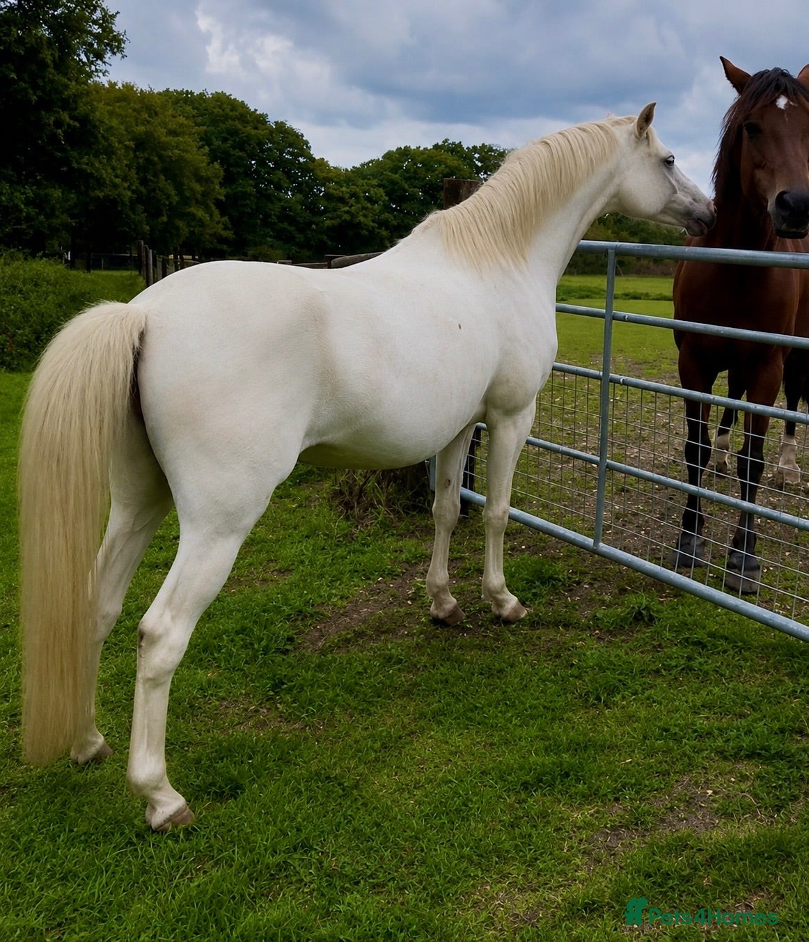 Welsh Section B horses Beautiful Cremello Welsh B mare - Advert 14