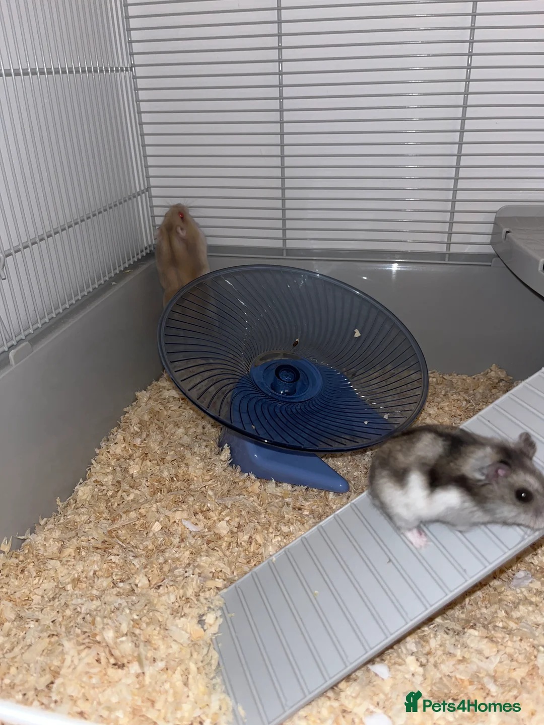 Hamster rodents for sale: 2 Male Russian Dwarf Hamsters  - Advert 4