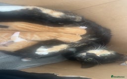 British Longhair cats for sale: Beautiful litter of kittens  - Image 3