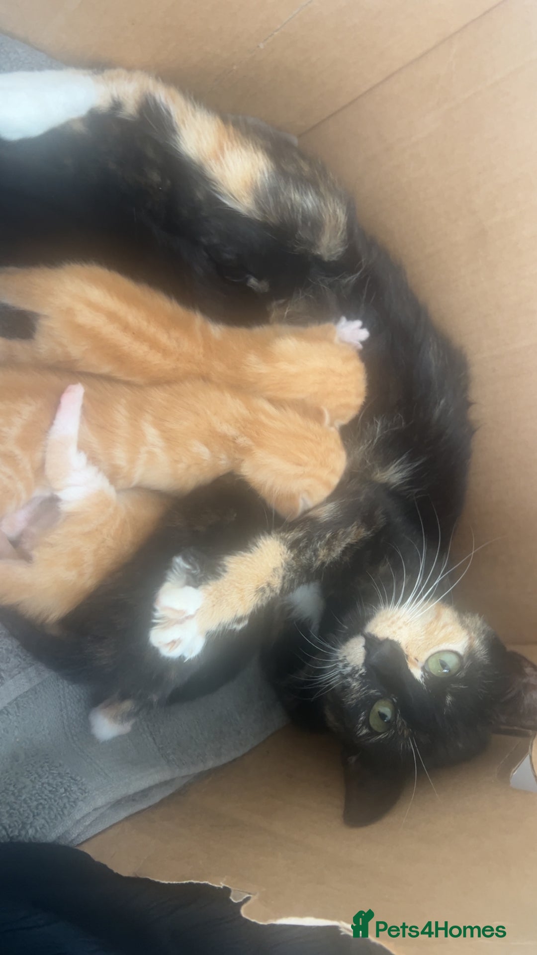 British Longhair cats for sale: Beautiful litter of kittens  - Image 3