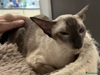 Siamese cats Siamese Female Seal Point - Active Register - Advert 2