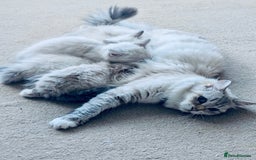 Siberian cats for sale: Adorable Siberian Neva Masquerade Kittens – 5 Boys - Image 7
