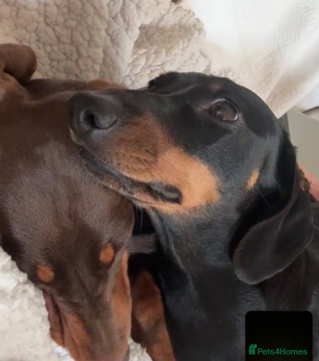 Miniature Dachshund dogs for sale: Beautiful KC miniature dachshund puppies - Advert 11